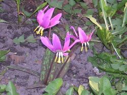 Erythronium sibiricum.JPG