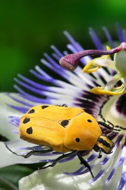 Euchroea-auripimenta-on-passiflora.jpg