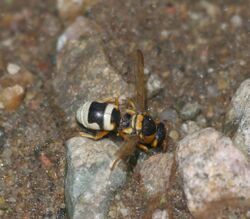 Euodynerus auranus P1240466b.jpg