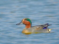 Eurasian teal (Anas crecca) Photograph by Shantanu Kuveskar.jpg