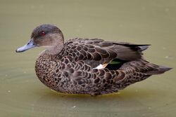 Female Chestnut Teal duck.jpg