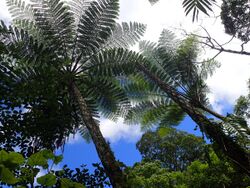 Fern Cyathea Aneitensis Tree Fern near Aneghowhat village Anatom (Aneityum) Vanuatu.jpg