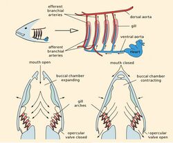 Fish gill respiration.jpg