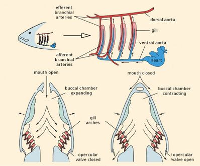 The Multifunctional Fish Gill: Dominant Site of Gas Exchange,  Osmoregulation, Acid-Base Regulation, and Excretion of Nitrogenous Waste