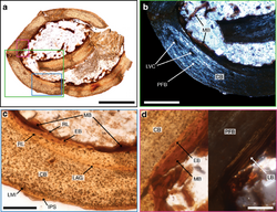 Fossil-AvimaiaSchweitzerae-Histology-MedullaryBone.png