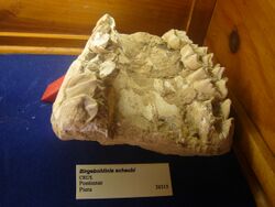 Fossils - Museu Geològic del Seminari de Barcelona 33.JPG