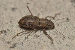 Fuller rose beetle (Naupactus cervinus) (14364800677).jpg