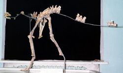 Garudimimus skeleton.jpg