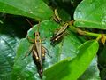 Grasshoppers (Traulia sp.) (8096873552).jpg