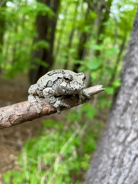 File:Gray tree frog in arboreal forest habitat, MA.jpg