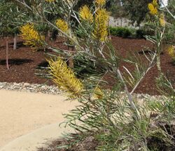 Grevillea 'Sandra Gordon'.jpg