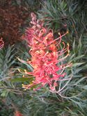 Grevillea banksii superb flower.jpg