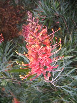 Grevillea banksii superb flower.jpg