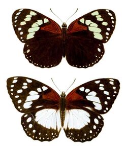GroseSmithKirby1892RhopExotNEPlate1, 3 & 4, ♂ & ♀ Euxanthe tiberius.jpg