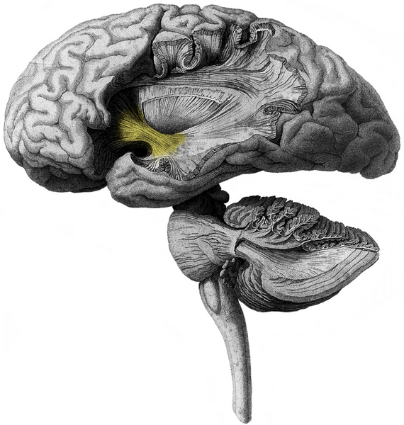 File:H. Mayo -Series of engravings-, 1827; brain Wellcome L0015852 - Uncinate fasciculus.png