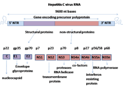 HCV genome.png