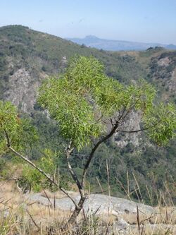 Heteromorpha arborescens var. montana (10246581403).jpg