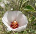 Hibiscus denudatus flower 2.jpg