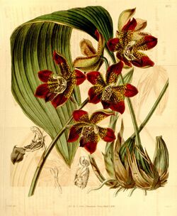 Houlletia brocklehurstiana-Curtis 70-4072 (1844).jpg