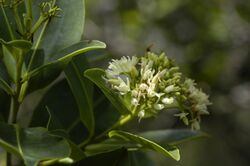 Humiria balsamifera Brazil-Pará-Bragança inflorescence.JPG