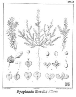 Iconography of Australian salsolaceous plants (1889) (20558147290).jpg