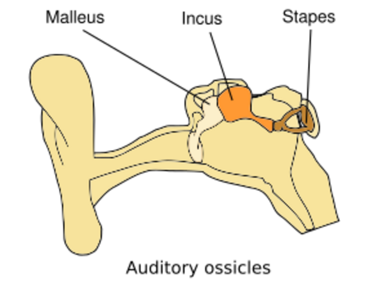 MedicineIncudostapedial joint HandWiki