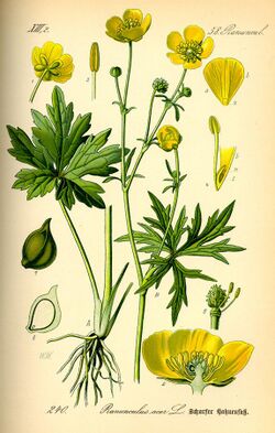 Illustration Ranunculus acris0.jpg