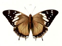 Illustrations of new species of exotic butterflies Charaxes V, Charaxes cedreatis.jpg