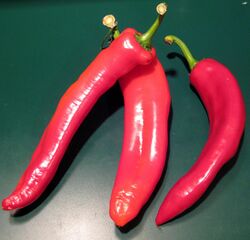 Italian sweet peppers.jpg