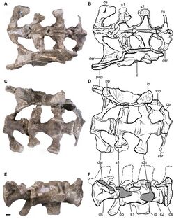 Leonerasaurus sacrum.jpg