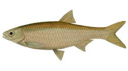 Leptocypris niloticus (The fishes of the Nile (Pl. XLVIII) (6961616263)).jpg