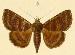 Lophotavia incivilis.jpg