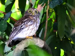 Luzon Hawk-owl.jpg