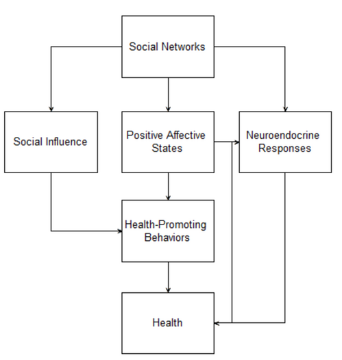 Main effect model of social ties and health. Adapted from Kawachi and Berkman (2001).
