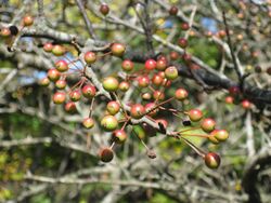 Malus spontanea Makino 3.jpg