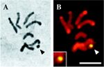 Marchantia polymorpha male karyotype.jpg