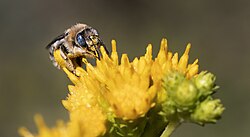 Melissodes stearnsi honeybee.jpg