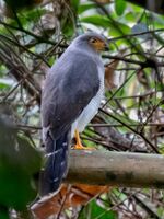 Micrastur mintoni - Cryptic Forest Falcon; Parauapebas, Pará, Brazil.jpg