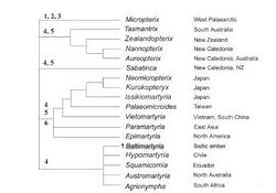 Micropterigidae phylogenetic relationships.JPG