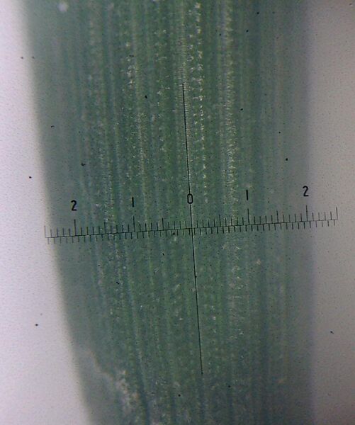 File:Microscopic view of Equisetum in Japan one 20thmm graduation.jpg