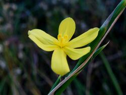 Moraea lewisiae subsp.lewisiae (7).jpg