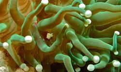 Mushroom Coral Shrimp (Cuapetes kororensis) on Fungid Coral (Heliofungia actiniformis) (8503177528).jpg
