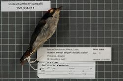Naturalis Biodiversity Center - RMNH.AVES.99898 1 - Dicaeum anthonyi kampalili Manuel and Gilliard, 1953 - Dicaeidae - bird skin specimen.jpeg