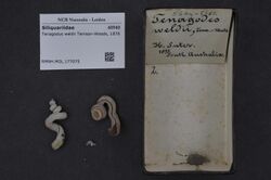 Naturalis Biodiversity Center - RMNH.MOL.177075 - Tenagodus weldii Tenison-Woods, 1876 - Siliquariidae - Mollusc shell.jpeg
