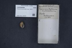 Naturalis Biodiversity Center - RMNH.MOL.236509 - Fossaria bulimoides (Lea, 1841) - Lymnaeidae - Mollusc shell.jpeg