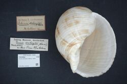 Naturalis Biodiversity Center - ZMA.MOLL.342439 - Tonna deshayesii (Reeve, 1849) - Tonnidae - Mollusc shell.jpeg