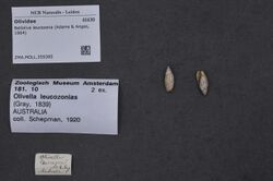 Naturalis Biodiversity Center - ZMA.MOLL.359385 - Belloliva leucozona (Adams & Angas, 1864) - Olividae - Mollusc shell.jpeg