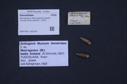 Naturalis Biodiversity Center - ZMA.MOLL.382265 - Macrogastra (Pyrostoma) badia mucida (Rossmässler, 1835) - Clausiliidae - Mollusc shell.jpeg