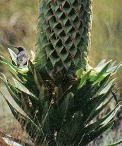 Nectarinia johnstonii.jpg