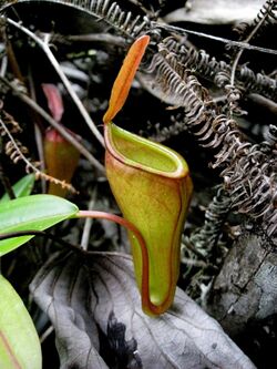 Nepenthes inermis10.jpg